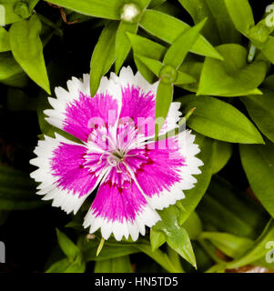 Schöne dunkelrosa duftenden Blume von Dianthus Barbartus mit weißen Rändern auf Blütenblätter unter leuchtend grünen Blättern Stockfoto