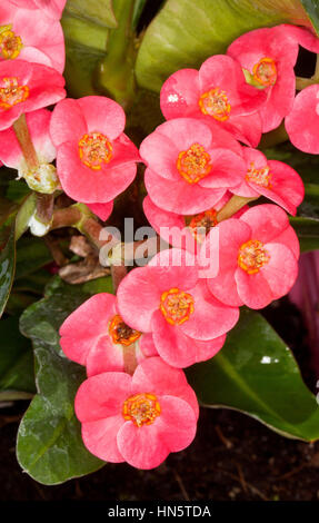 Cluster von tief rosa/rot Blumen der stacheligen Dürre tolerant Sukkulente Krone von Dornen Euphorbia Millii "Lippenstift" auf Bckgrnd dunkelgrün Blätter Stockfoto