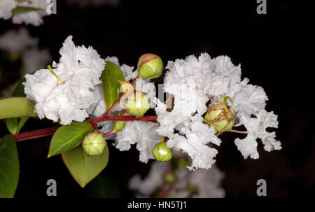 Cluster von weißen Blüten, grüne Blätter und Knospen von Lagerstroemia Indica, Krepp-Myrte, vor einem dunklen Hintergrund in Australien Stockfoto