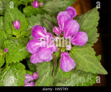 Lila / rosa Blumen Boden decken / Steingarten Pflanze Lamium Maculatum 'Beacon Silver' umgeben von hellgrüne herzförmige Blätter auf dunklem Hintergrund Stockfoto