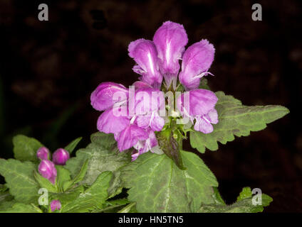 Lila / rosa Blumen Boden decken / Steingarten Pflanze Lamium Maculatum 'Beacon Silver' umgeben von hellgrüne herzförmige Blätter auf dunklem Hintergrund Stockfoto