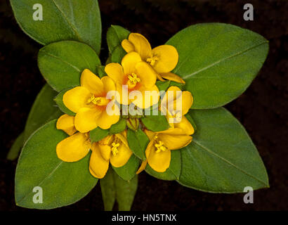 Cluster von goldenen gelben Blüten der Bodendecker / Steingarten Pflanze Lysimachia Congestiflora umgeben von dunkelgrünen Laub auf schwarzem Hintergrund. Stockfoto