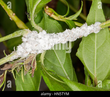 Cluster von pelzigen weiße Wollläuse (Schädlinge) und Ant in der Nähe am Stamm der Pflanze vor Hintergrund der grünen Laub im Garten Stockfoto