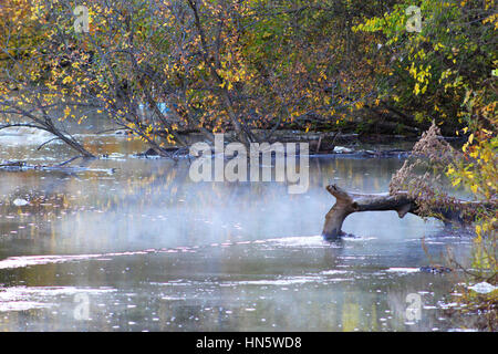 Herbst-Bäume entlang des Iowa River Stockfoto