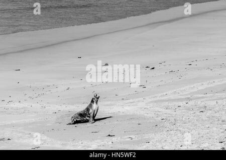 Australischer Seelöwe Gähnen am Sandstrand in schwarz / weiß Stockfoto