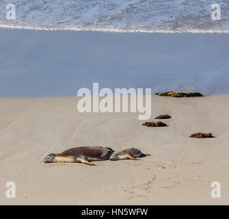 Australische Seelöwen Robben Mutter und Jungtier am Strand schlafen. Kangaroo Island in Südaustralien Stockfoto