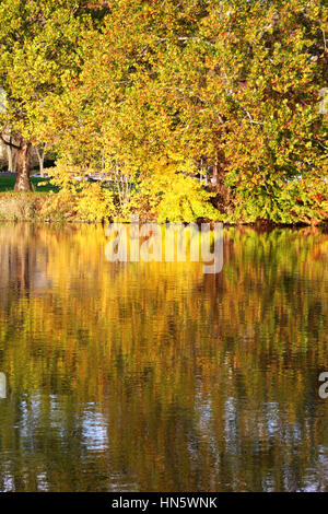 Herbst-Bäume entlang des Flusses Iowa in Iowa City, Iowa, USA 2 von 3 Stockfoto