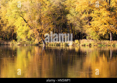 Herbst-Bäume entlang des Flusses Iowa in Iowa City, Iowa, USA 1 von 3 Stockfoto