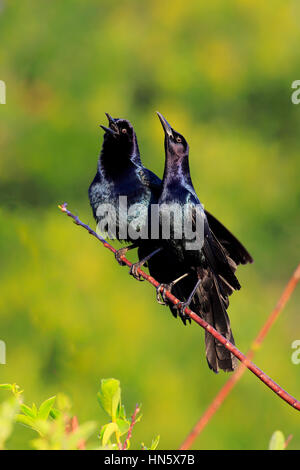 Boot-angebundene Grackle (Quiscalus großen), Wakodahatchee Feuchtgebiete, Delray Beach, Florida, USA, Nordamerika, zwei Männer auf Zweig Berufung Stockfoto