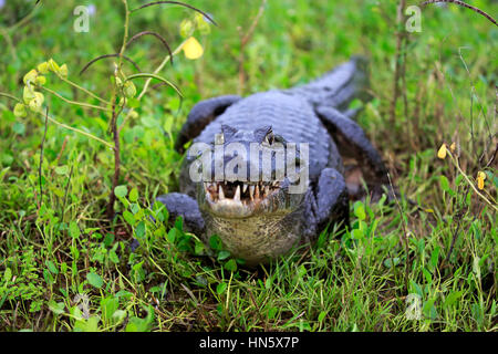 Paraquay Caiman, (Caiman Yacare), Erwachsene auf Ufer, Pantanal, Mato Grosso, Brasilien, Südamerika Stockfoto