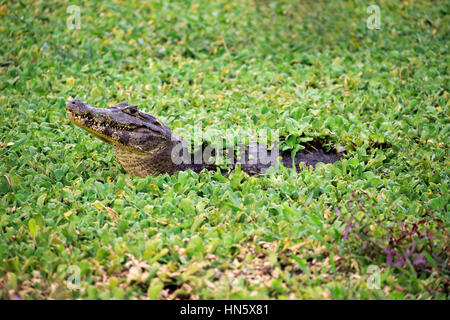 Paraquay Caiman, (Caiman Yacare), Erwachsene im Wasser, im Wasser Salat, (Bahnfahrer Stratiotes), Porträt, Pantanal, Mato Grosso, Brasilien, Südamerika Stockfoto