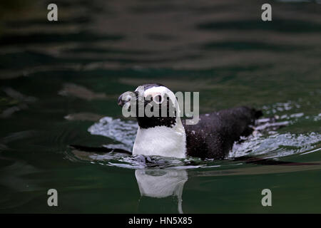 Jackass Penguin, afrikanische Pinguin (Spheniscus Demersus), Südafrika, Afrika, Erwachsenen schwimmen Stockfoto