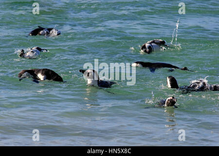 Jackass Penguin, afrikanische Pinguin, (Spheniscus Demersus), Gruppe schwimmen in Wasser, Boulders Beach, Simonstown, Western Cape, Südafrika, Afrika Stockfoto