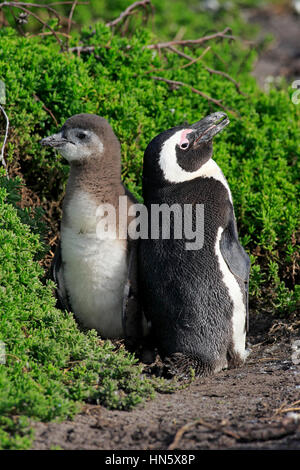 Jackass Penguin, afrikanische Pinguin, (Spheniscus Demersus), Erwachsene mit jungen, Boulders Beach, Simonstown, Western Cape, Südafrika, Afrika Stockfoto