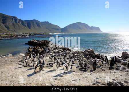 Jackass Penguin, afrikanische Pinguin (Spheniscus Demersus), Kolonie, Stony Point, Bettys Bay, Western Cape, Südafrika, Afrika Stockfoto