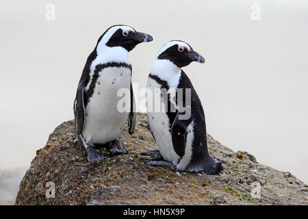 Jackass Penguin, afrikanische Pinguin (Spheniscus Demersus), Erwachsene Paare auf Felsen, Boulders Beach, Simonstown, Western Cape, Südafrika, Afrika Stockfoto