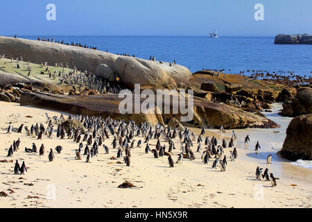 Jackass Penguin, afrikanische Pinguin (Spheniscus Demersus), Kolonie am Ufer, Boulders Beach, Simonstown, Western Cape, Südafrika, Afrika Stockfoto