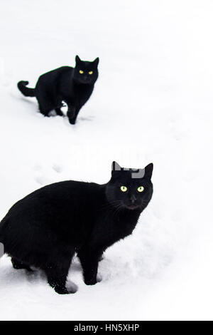 Zwei schwarze Katzen im Winter an kalten. Schauen Sie in die Kamera, isoliert Stockfoto