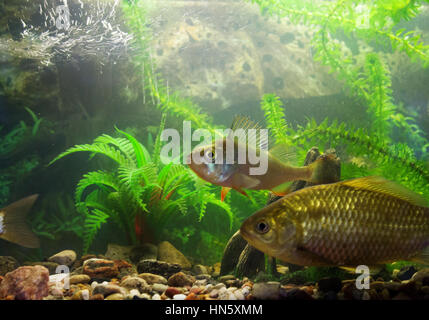 Fluss Fische in einem Aquarium hautnah Stockfoto