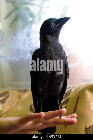 handgefertigte Vogel Dohle hautnah, keine Angst vor Menschen Stockfoto