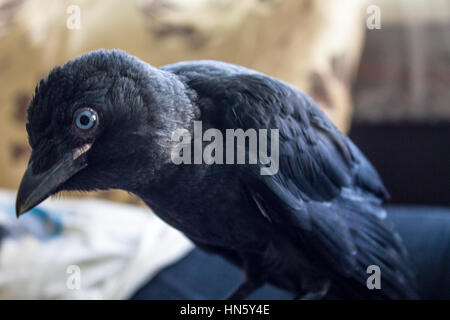 handgefertigte Vogel Dohle hautnah, keine Angst vor Menschen Stockfoto