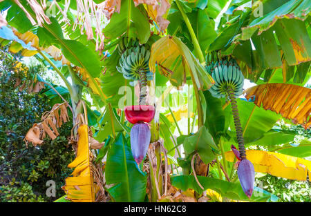 Die schöne Banane Blume mit grünen Bananen, befindet sich im kleinen Garten in Rethymno, Griechenland. Stockfoto