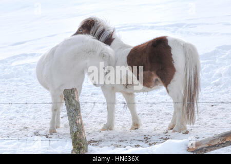 Zwei Shetland Pony Pferde umarmen einander in einem schneebedeckten Feld, Sauerland, Deutschland. Stockfoto