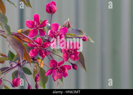 Blühende Zweige der ein Niedzwetzky Apfel oder Malus niedzwetskyana Stockfoto