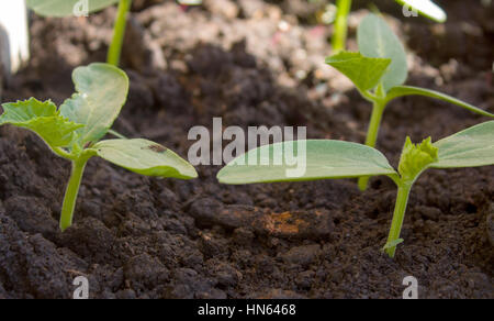 Sprossen von einer Pflanze Gurke im hellen Licht der Sonne. Sämlinge, Keimlinge, Pflanzen Materialien. Stockfoto