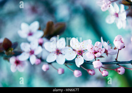 Pflaume-Baum blüht im Frühjahr Stockfoto