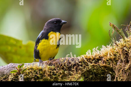 Schwarz und Gold Tanager (Bangsia Melanochlamys), Mistrato, Risaralda Stockfoto