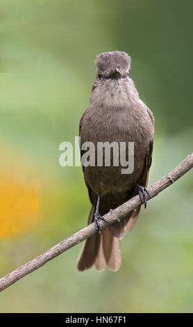 Rauchigen Bush-Tyrann (Myiotheretes Fumigatus), PNN Los Nevados, Santa Rosa de Cabal, Risaralda Stockfoto