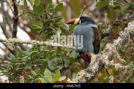 Grau-breasted Mountain-Toucan (Andigena Hypoglauca), PNN Los Nevados, Santa Rosa de Cabal, Risaralda Stockfoto