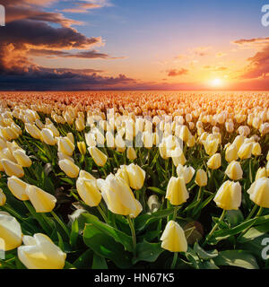 Bereich der gelbe Tulpen bei Sonnenuntergang. Stockfoto