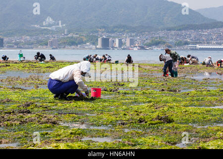 Miyajima, Japan - 5. Mai 2012: Menschen auf der Suche nach Muscheln bei Ebbe an der Küste der Insel Itsukushima - im Volksmund bekannt als Miyajima, coll Stockfoto
