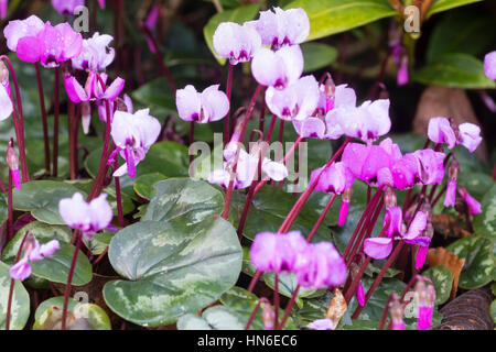 Blass und dunkler rosa Blüten selbst gesetzte Pflanzen Winter blühenden Alpenveilchen, Cyclamen coum Stockfoto