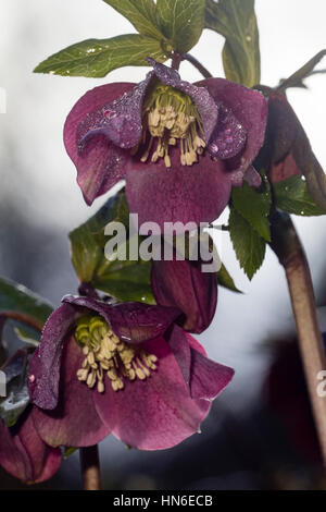 Februar blühenden lila blühende Form von der Fastenzeit rose, Helleborus x hybridus Stockfoto