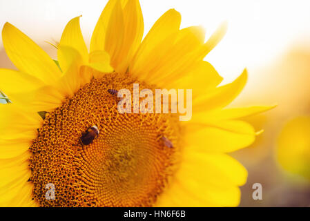 Biene sammelt Nektar aus Sonnenblumen. Stockfoto