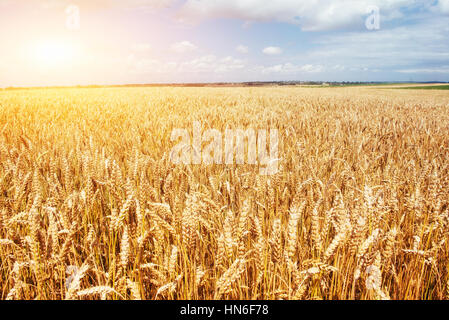 Goldenen Schnurrbart Weizen geerntet werden. Dieses Foto machte in Stockfoto