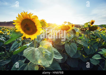 Sonnenblumen durch die Strahlen der Sonne Stockfoto