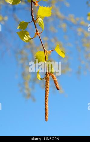 Blüte von Birken (Betula), Schweden Stockfoto