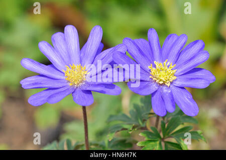 Balkan Anemone, griechische Windflower (Anemone Blanda), North Rhine-Westphalia, Germany Stockfoto