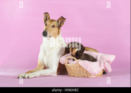 Smooth Collie, Sable, gelegen, mit langhaarigen Dackel, braun, Welpe im Korb Stockfoto