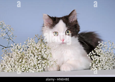 Ragdoll, braun weiß, junge Katze, liegend Stockfoto