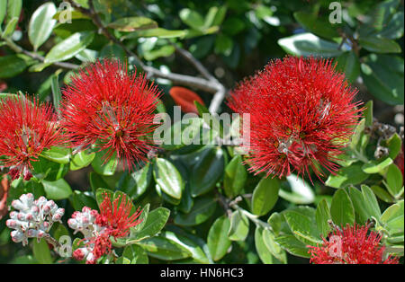 Detailansicht der Pohutukawa Blumen in voller Blüte im Hochsommer. Kaiteriteri, Neuseeland Stockfoto