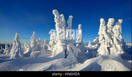 Winter auf dem Brocken, verschneite Tannen, Schnee gebogen, Nationalpark Harz, Sachsen-Anhalt, Deutschland Stockfoto