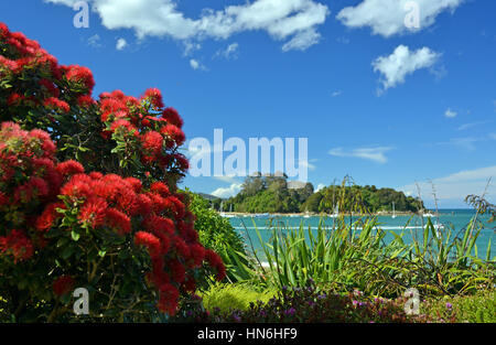 Pohutukawas, die nationale Blume von Neuseeland, in voller Blüte im kleinen Kaiteriteri Beach mit Textfreiraum. Stockfoto