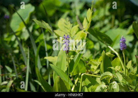 Nahaufnahme eines invasiven Pickerel Unkraut Stiele und Blüten Stockfoto