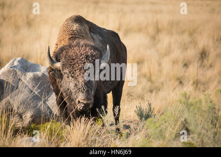 Eine männliche Bison grast auf Wiesen in der Nähe von Great Salt Lake City, Utah. Stockfoto