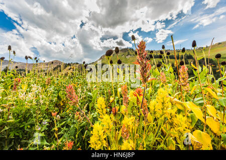 Nahaufnahme von Wildblumen in Almwiesen im Albion Basin in der Nähe von Salt Lake City, Utah Stockfoto